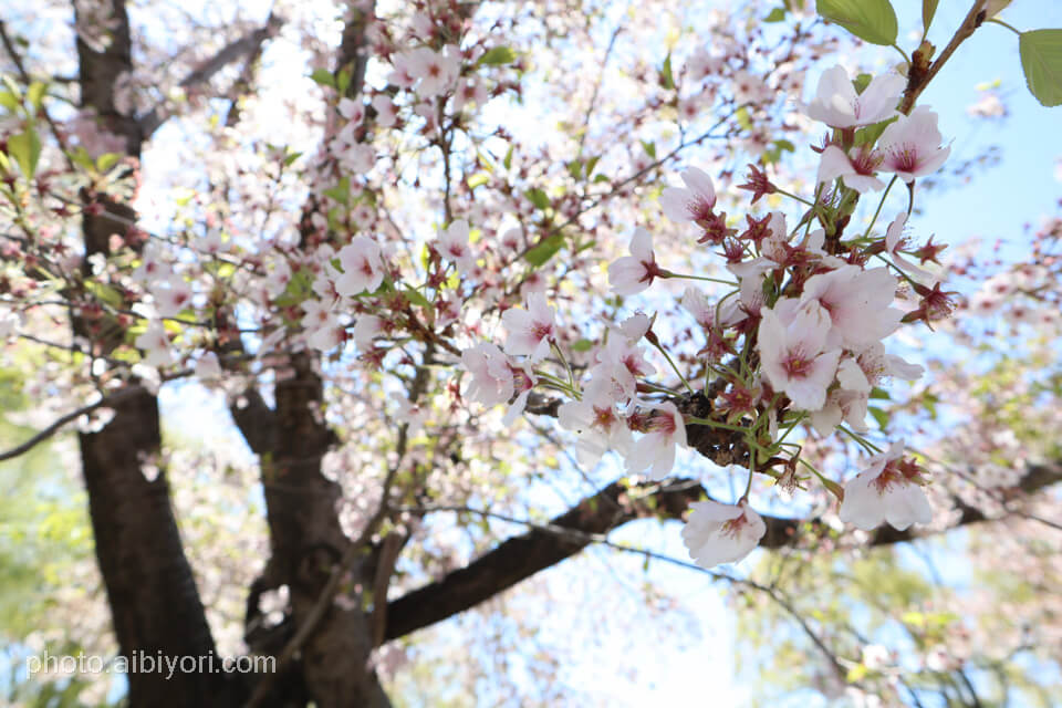 中島公園の桜