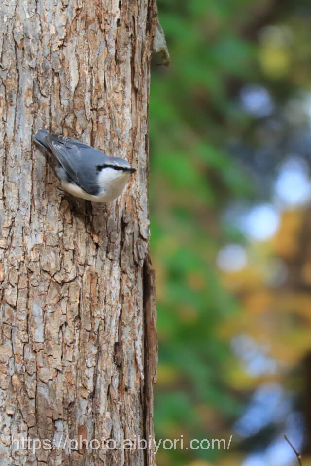 野鳥写真