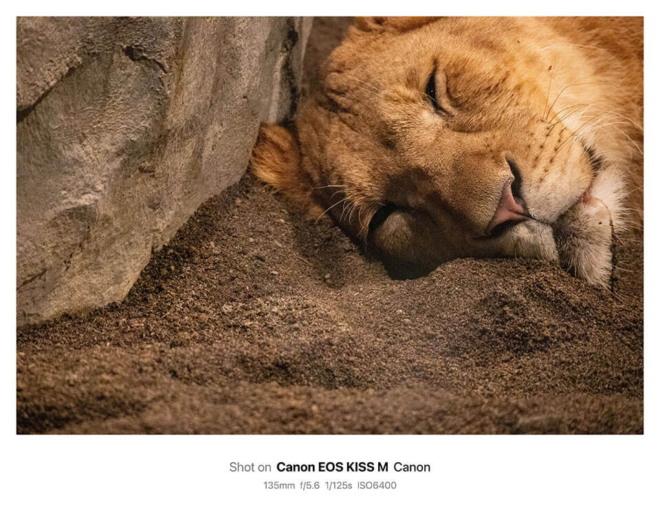 円山動物園で撮影した写真