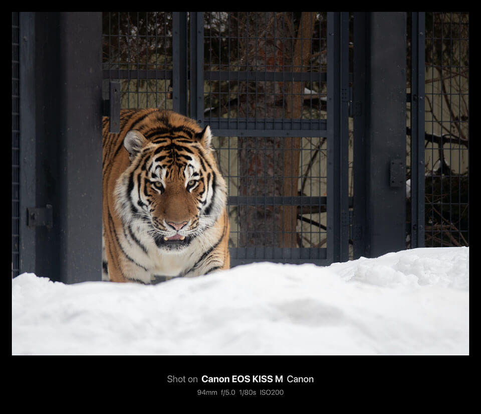 円山動物園で撮影した写真