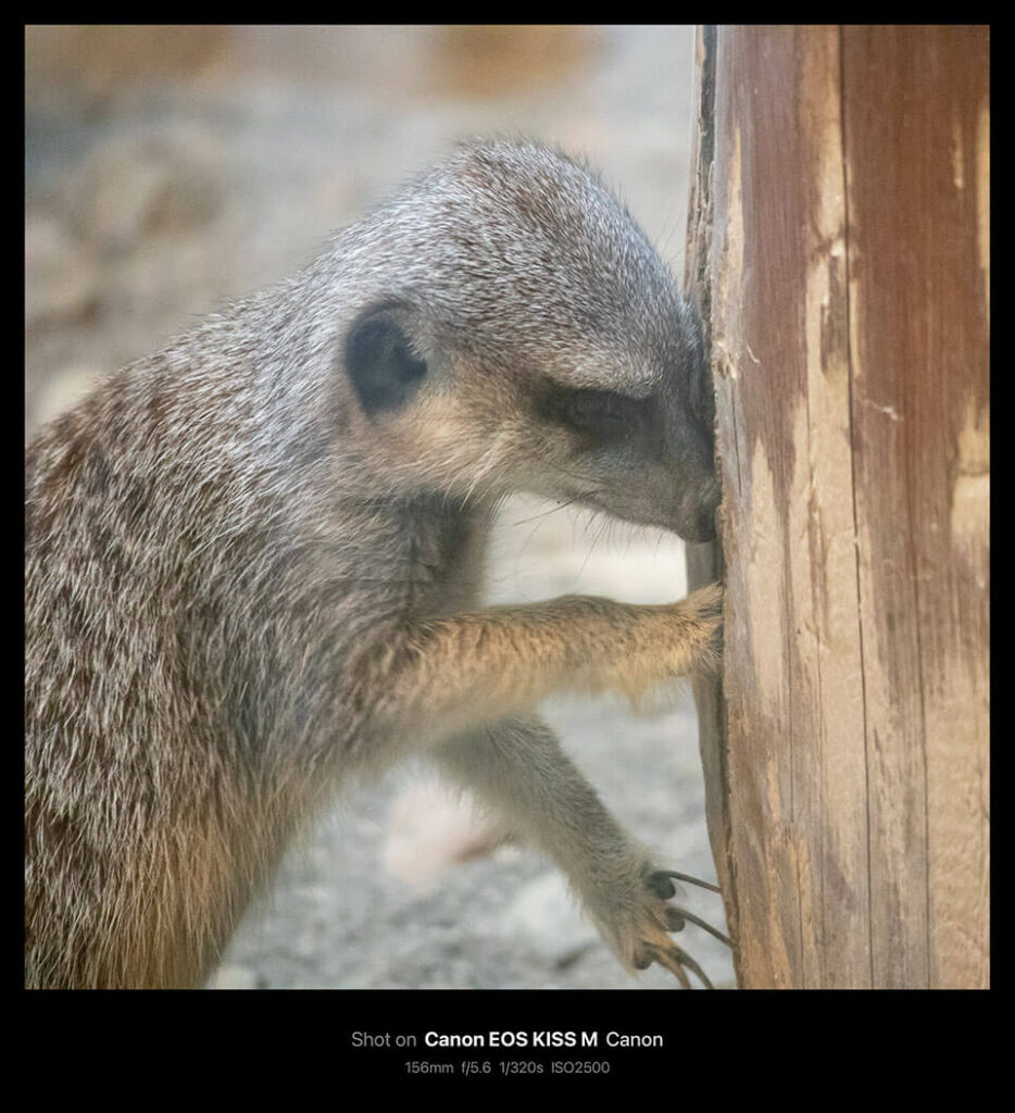 円山動物園で撮影した写真