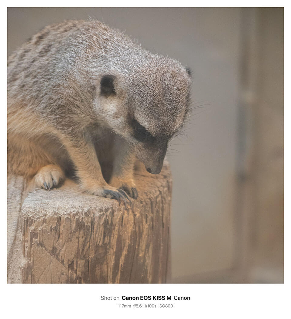 円山動物園で撮影した写真